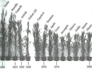 1900年から現在までのイタリアの小麦の種類の進化。ご覧のとおり、74年から減少しています