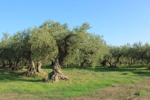 ヴァカーラ　NESPECA