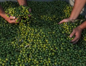 miceli & sensat verde