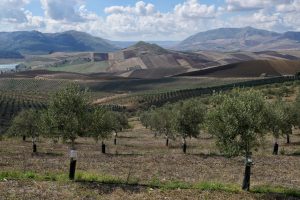 miceli & sensat verde