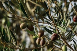 miceli & sensat verde