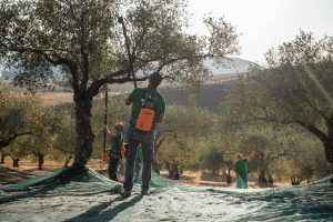 miceli & sensat verde